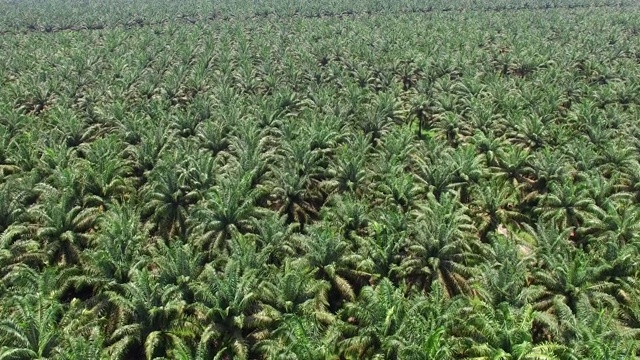 航拍棕榈油种植园视频素材