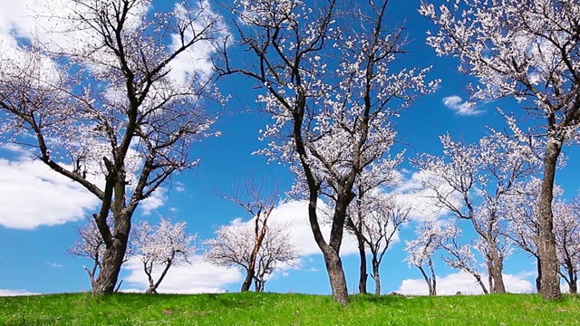 春天的风景。开花的树。视频素材