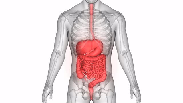 人体消化系统解剖动画概念视频素材