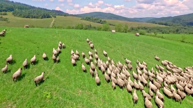 Bieszczady山上的羊视频素材