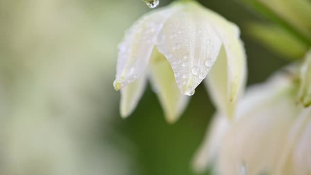 丝兰花的慢镜头视频素材