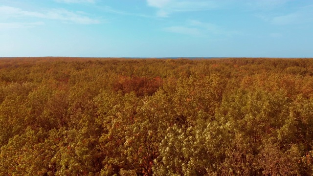 自上而下的秋木。自然背景。鸟瞰图的秋天森林与五颜六色的树木。秋季森林无人机俯视图。有亮黄色叶子的树。视频素材