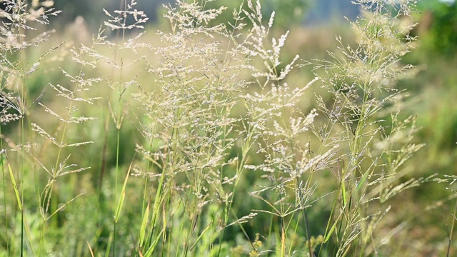 夏日草地的慢镜头视频素材