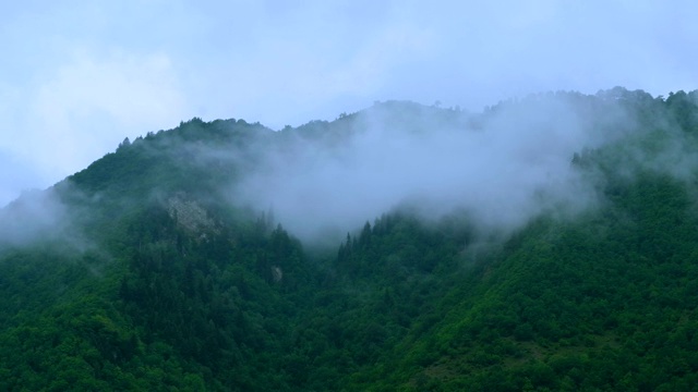 山坡上雾蒙蒙的常绿森林视频素材