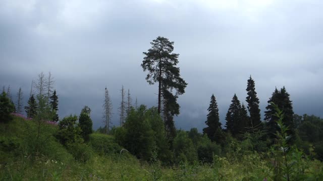 森林在下雨的天气。暴风雨的天空。视频素材