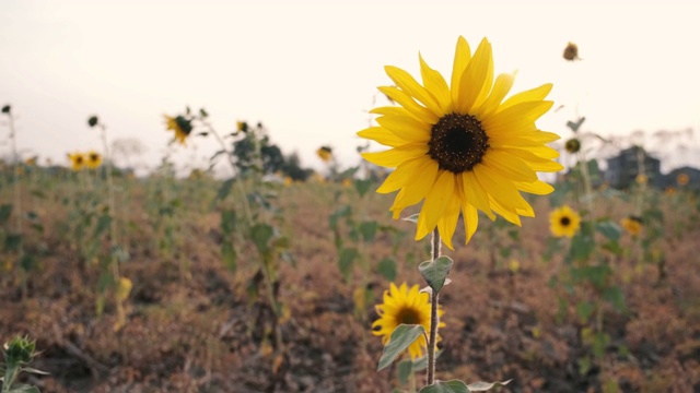 向日葵田视频素材