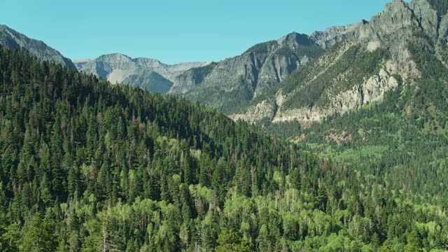 向后无人机飞行在科罗拉多州乌雷的森林山坡视频素材