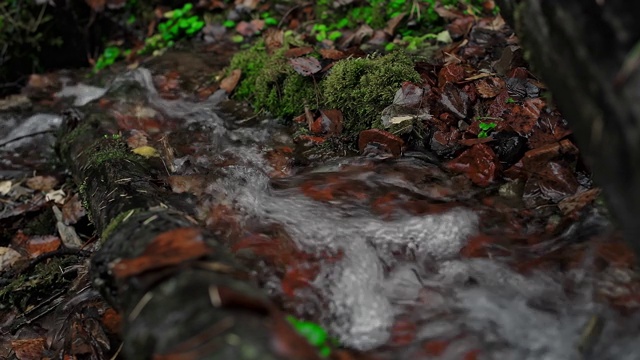 一条清澈清凉的小溪，位于风景如画的长满青苔的老森林里。视频素材