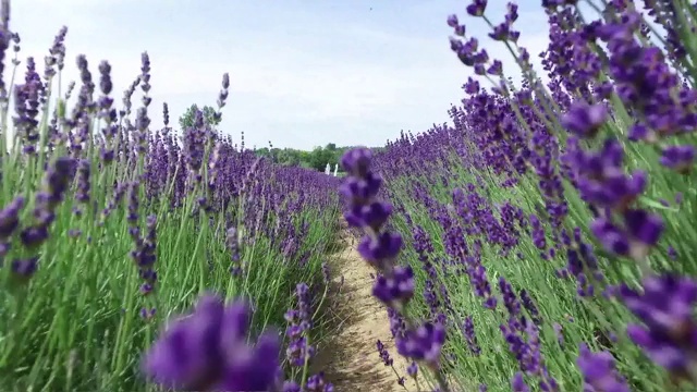 薰衣草花视频素材