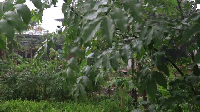 大雨视频下载