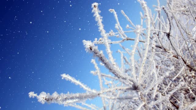 冬天的风景和飘落的雪视频素材