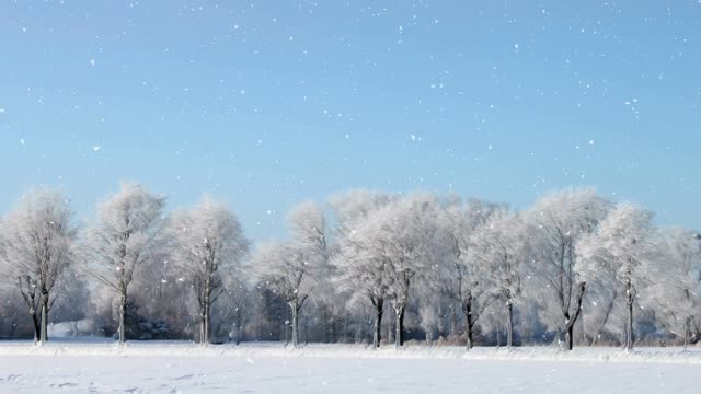 冬天的风景和飘落的雪视频素材