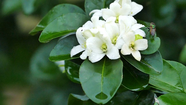 橙色茉莉(Murraya paniculata)盛开在树上与昆虫视频素材