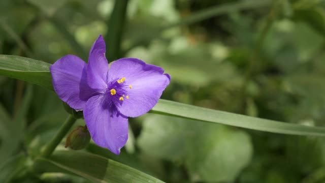 紫蜘蛛草花特写4K视频- Tradescantia弗吉尼亚花园植物细节视频素材