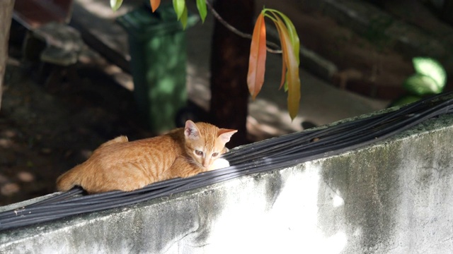 橙色虎斑猫蹲在旧混凝土墙上的黑色电线上视频素材