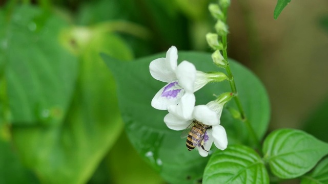 蜜蜂在白色的紫罗兰花上寻找花蜜视频素材