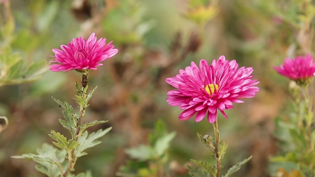 美丽的秋菊花园在阳光下视频素材