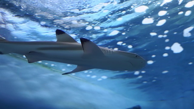 水族馆里的黑鳍礁鲨。有选择性的重点视频素材