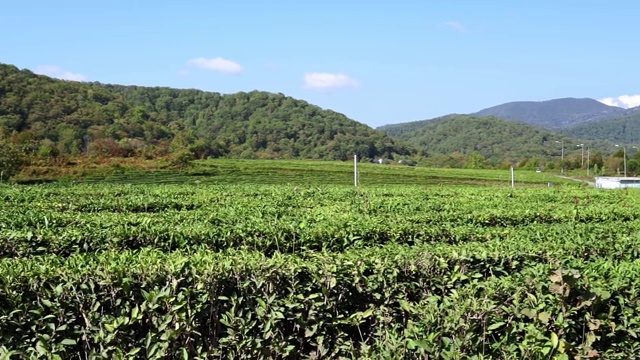 茶园。欧洲的茶叶。自然农业，有机农场。视频素材