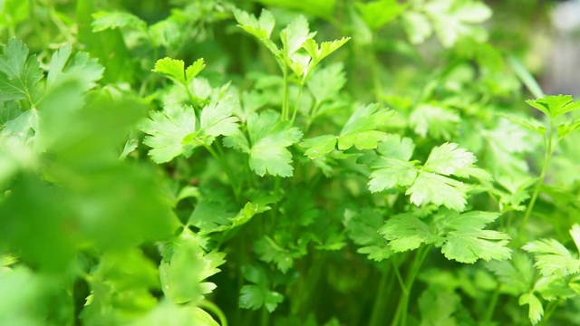 香菜植株特写选择焦点。种植香料植物收获视频素材