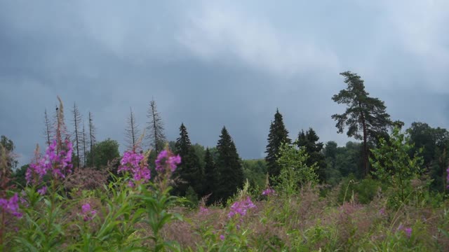 森林在下雨的天气。暴风雨的天空。视频素材