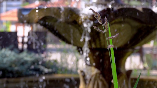 水滴和绿色植物视频素材