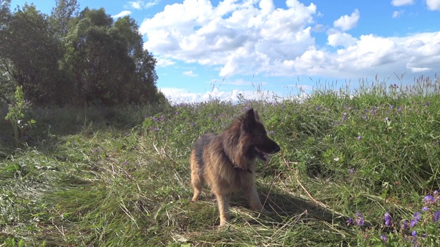 德国牧羊犬视频素材