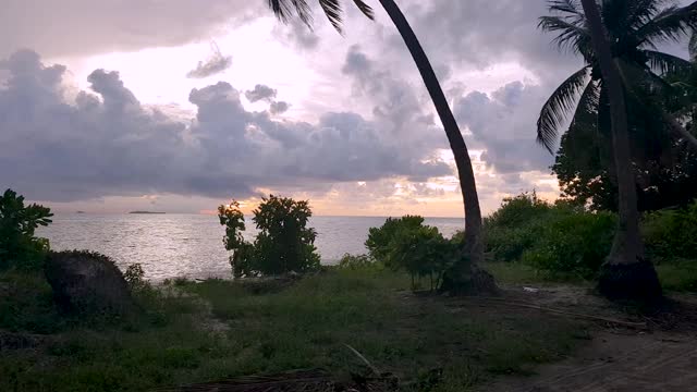 美丽的热带景观夜景。热带树木和植物在苍白的天空与白云的背景。视频素材