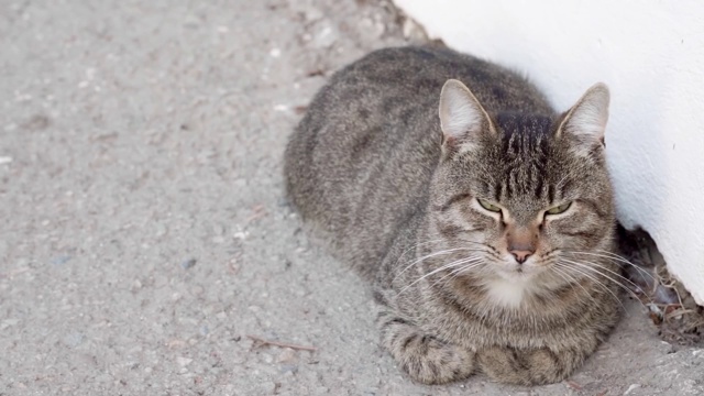 无家可归的猫在街上休息视频素材
