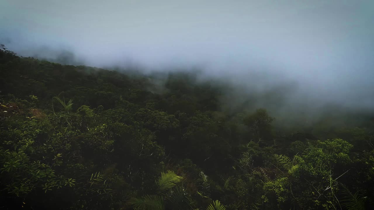 森林上空的延时雾视频素材