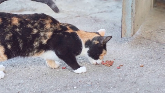 一名男子给一只流浪猫喂食视频素材