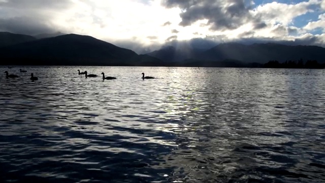 鸭子在湖里视频素材