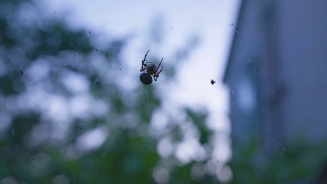 野生动物，大型花园蜘蛛吃捕获的昆虫在一个晚上的狩猎坐在网上对日落的背景视频素材