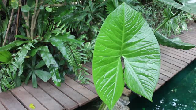 绿叶植物装饰在花园里视频素材