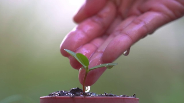 66、近手浇一株植物，保护地球，保护环境的理念视频素材