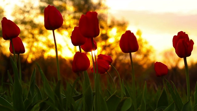 花朵郁金香在夕阳的背景视频素材