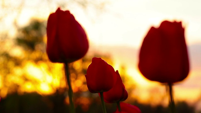 花朵郁金香在夕阳的背景视频素材