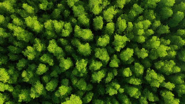 热带雨林红树林鸟瞰图视频素材