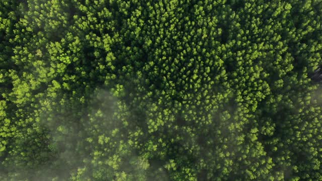 热带雨林红树林鸟瞰图视频素材