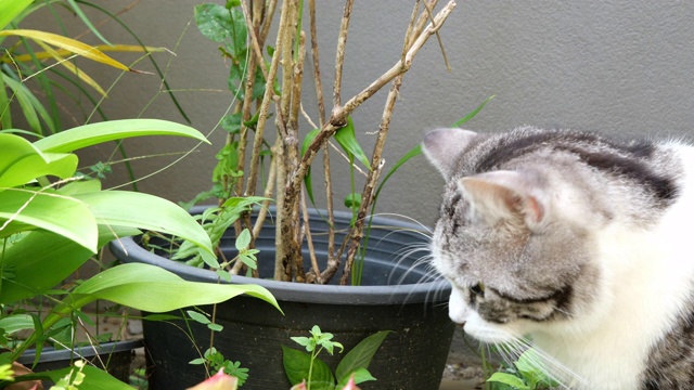 虎斑猫在绿色的花园外面玩耍视频素材