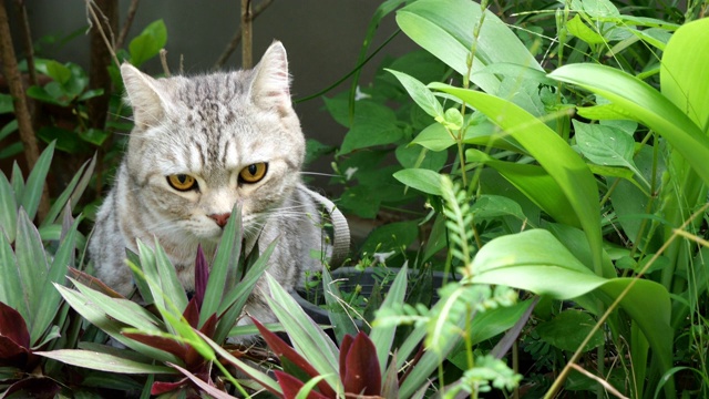 虎斑猫在绿色的花园外面玩耍视频素材