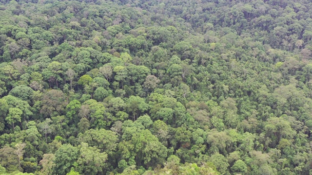 Batu Punggul的鸟瞰图，是一个丛林顶部的石灰岩露头，上面布满了洞穴，高耸在Sapulut河上近200米。婆罗洲热带雨林。视频下载