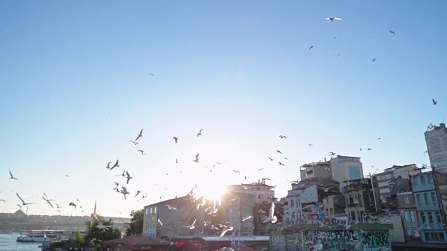 一群鸟围着港口旋转。土耳其旅游城市。日落在伊斯坦布尔。伊斯坦布尔的旧年。博斯普鲁斯海峡，成群的海鸥在上面盘旋。视频素材