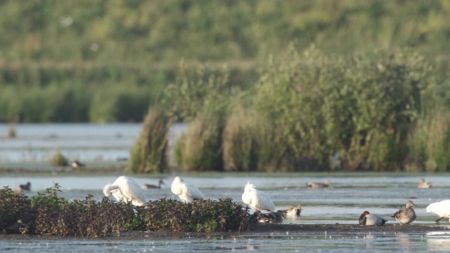 欧洲琵鹭(Platalea leucorodia)鸟类在自然保护区视频素材