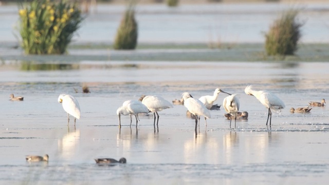 欧洲琵鹭(Platalea leucorodia)鸟类在自然保护区视频素材