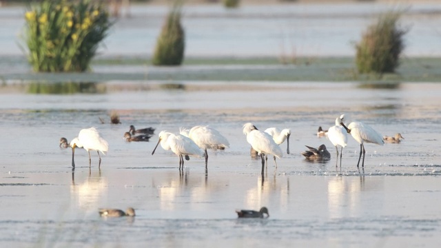 欧洲琵鹭(Platalea leucorodia)鸟类在自然保护区视频素材