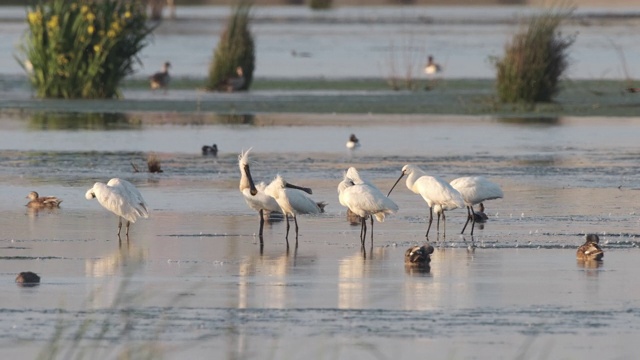 欧洲琵鹭(Platalea leucorodia)鸟类在自然保护区视频素材