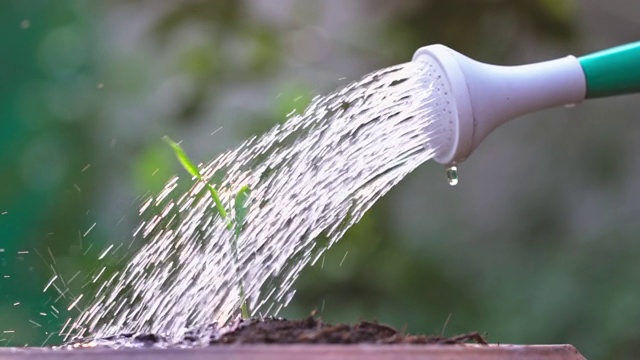 用慢动作浇灌新植物视频素材