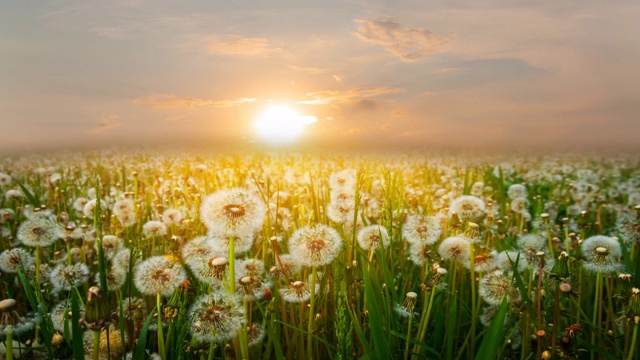 美丽的蒲公英花在绿色的草地上，在夕阳下，时光流逝的景象视频素材