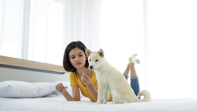 一个亚洲女孩在床上玩一只白色柴犬。视频素材